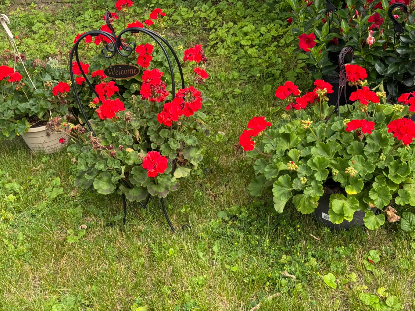 Potted Red Geraniums - photo 2