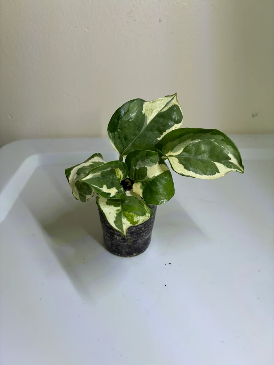 N’Joy Pothos Plant - photo 2