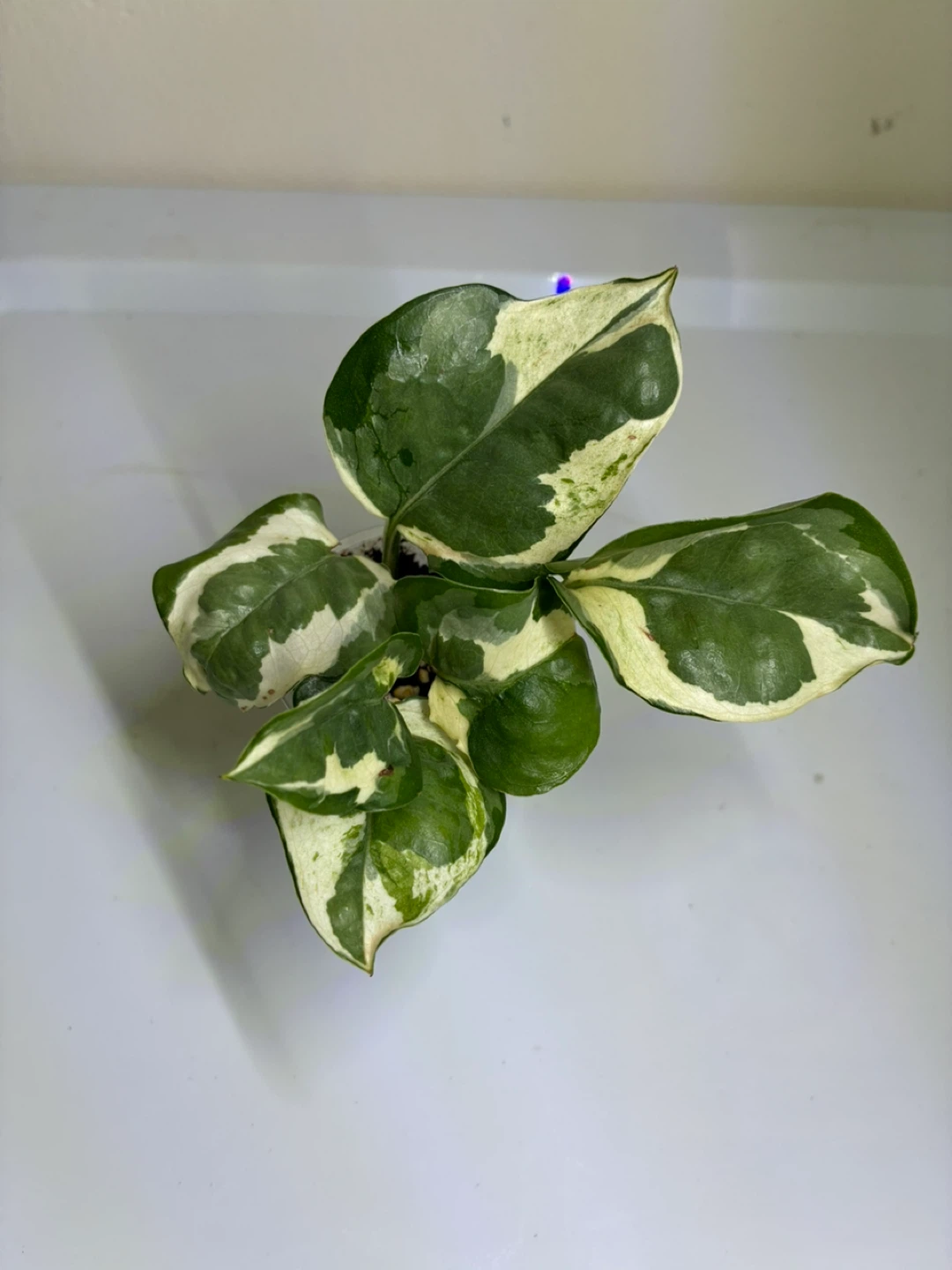 N’Joy Pothos Plant