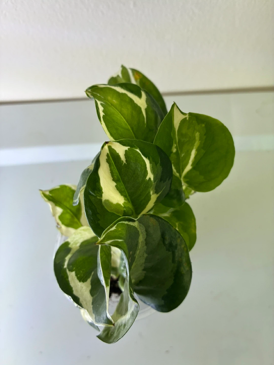 N'Joy Pothos Plant