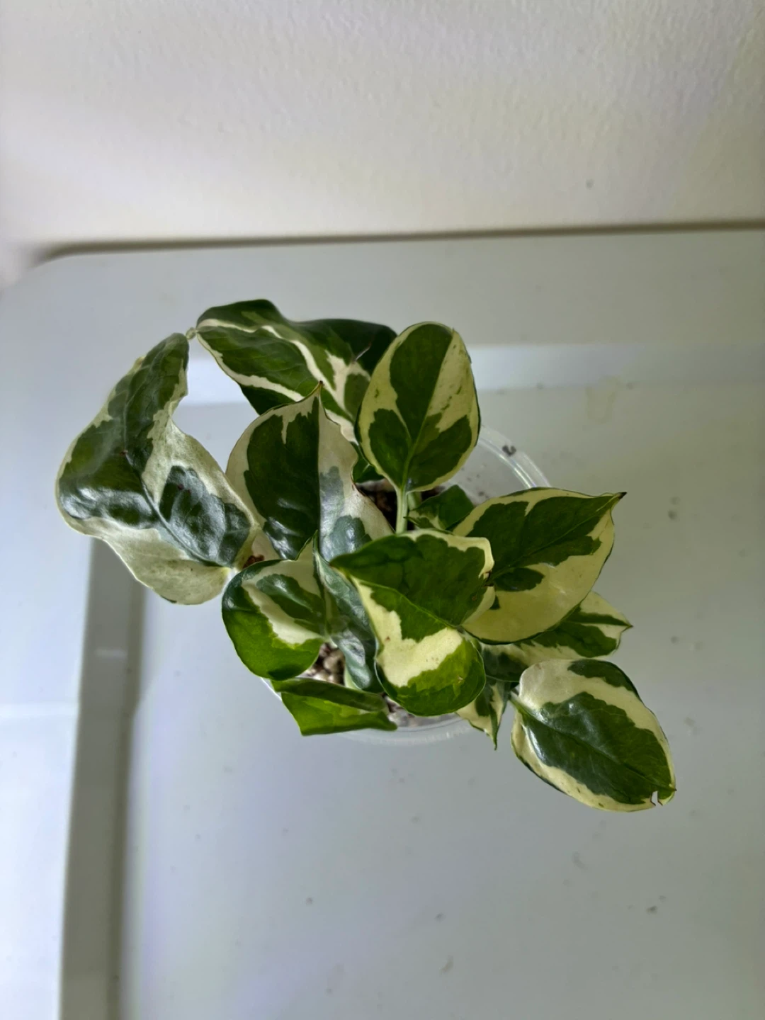 N'Joy Pothos Plant - photo 2