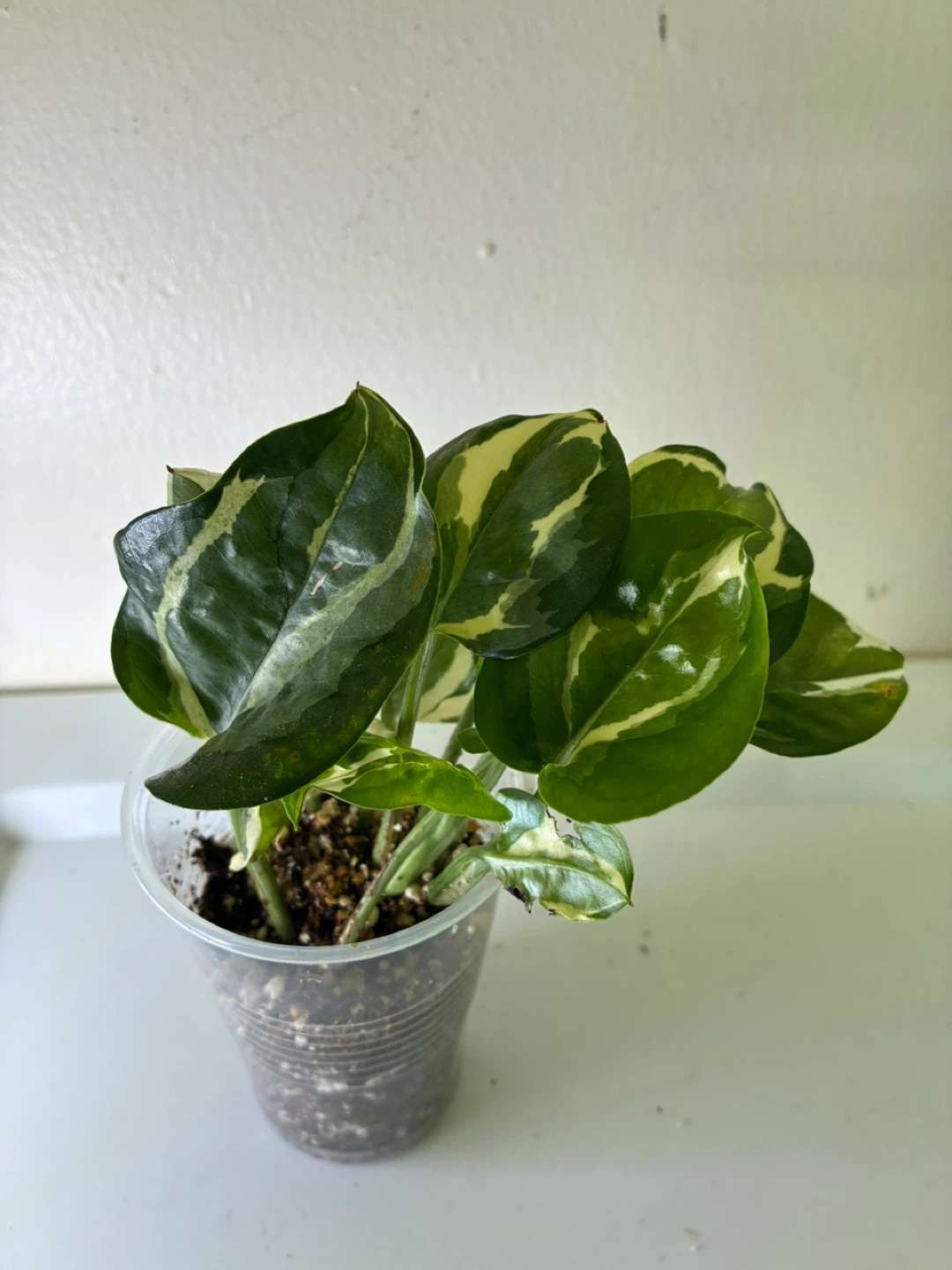 N'Joy Pothos Plant - photo 3