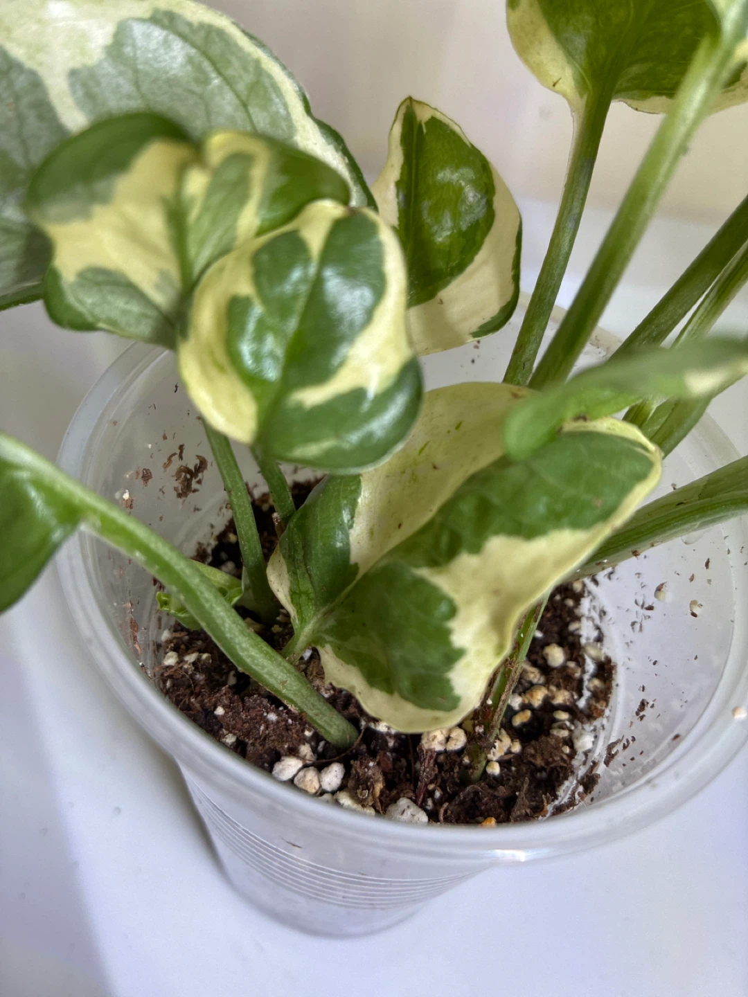 N'Joy Pothos Plant - photo 4