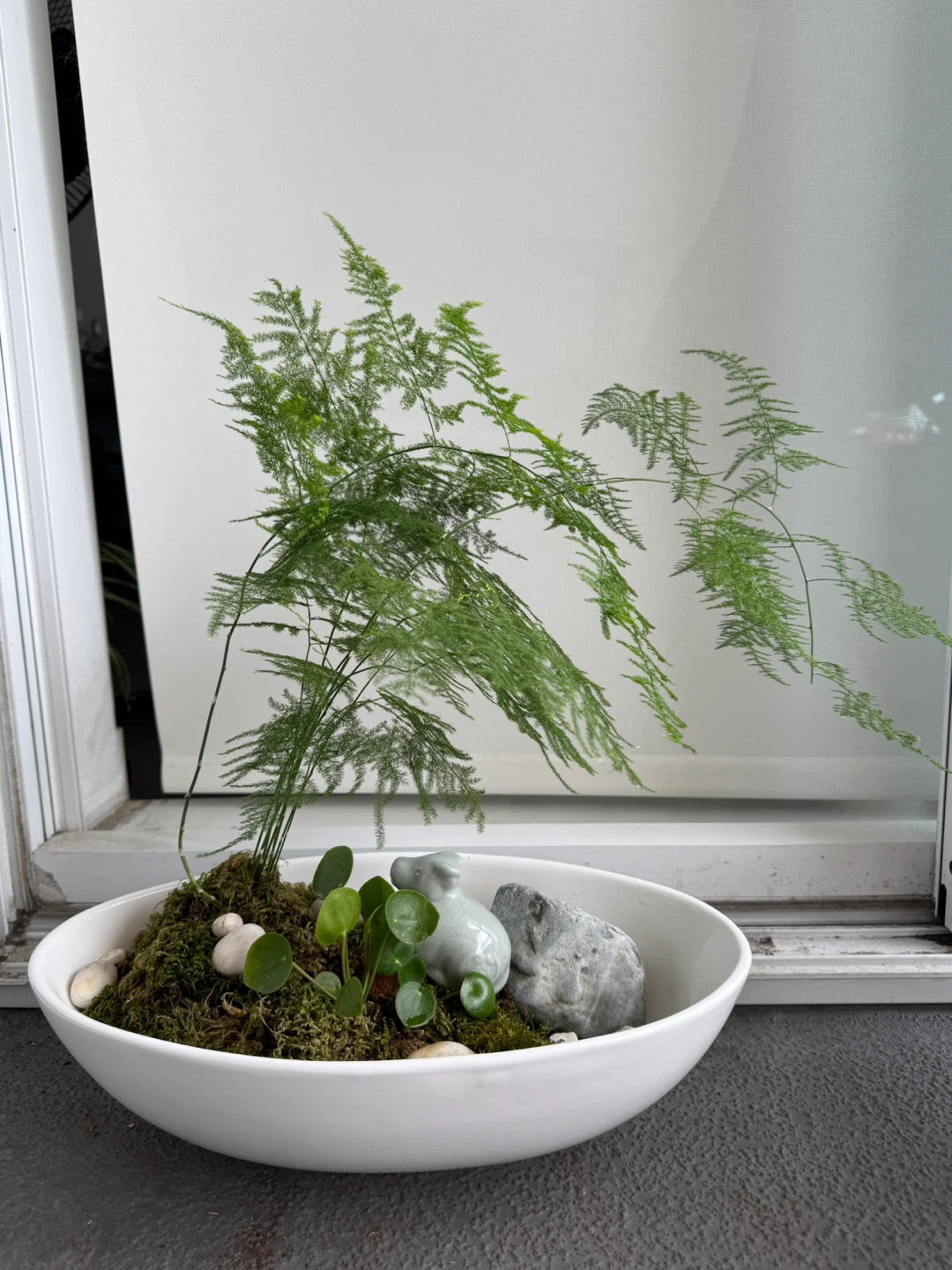 Asparagus Fern Terrarium