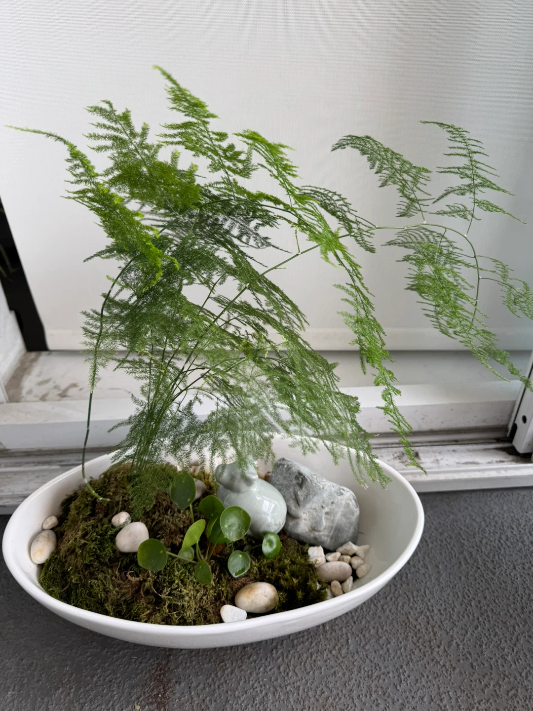 Asparagus Fern Terrarium - photo 2