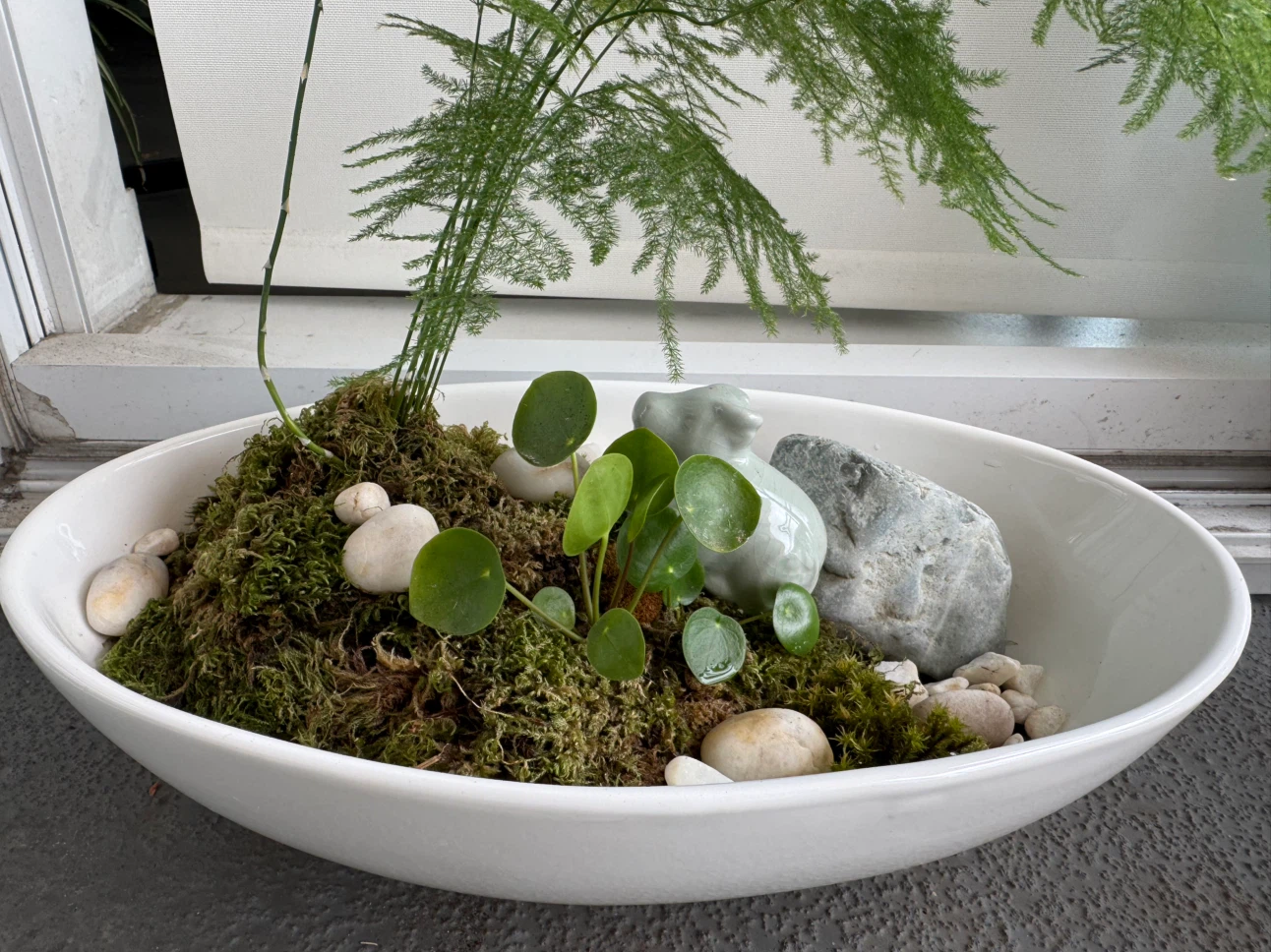 Asparagus Fern Terrarium - photo 3