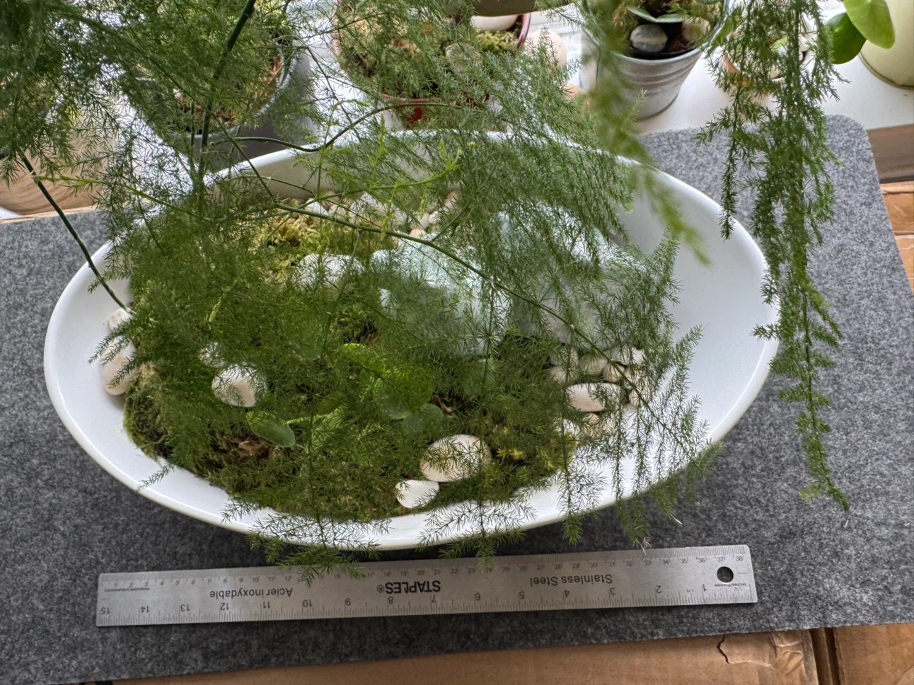 Asparagus Fern Terrarium - photo 4