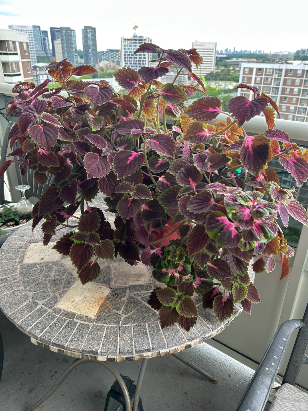 Coleus Plant