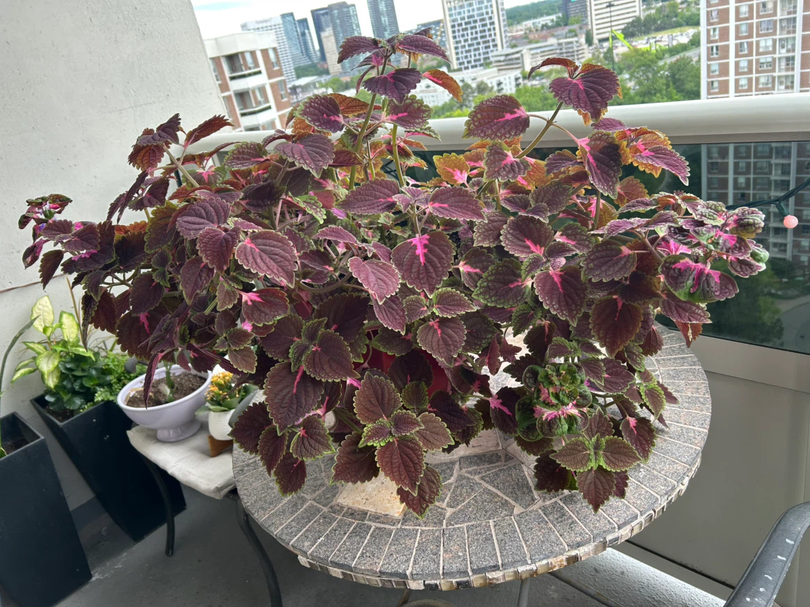 Coleus Plant - photo 2