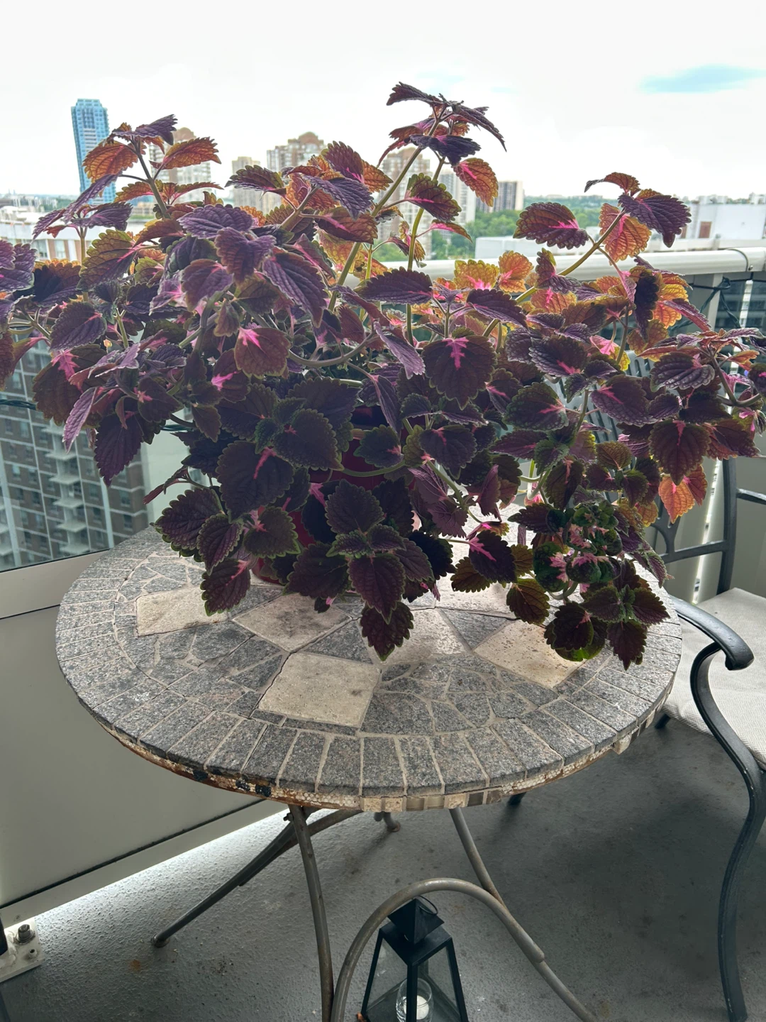 Coleus Plant - photo 3