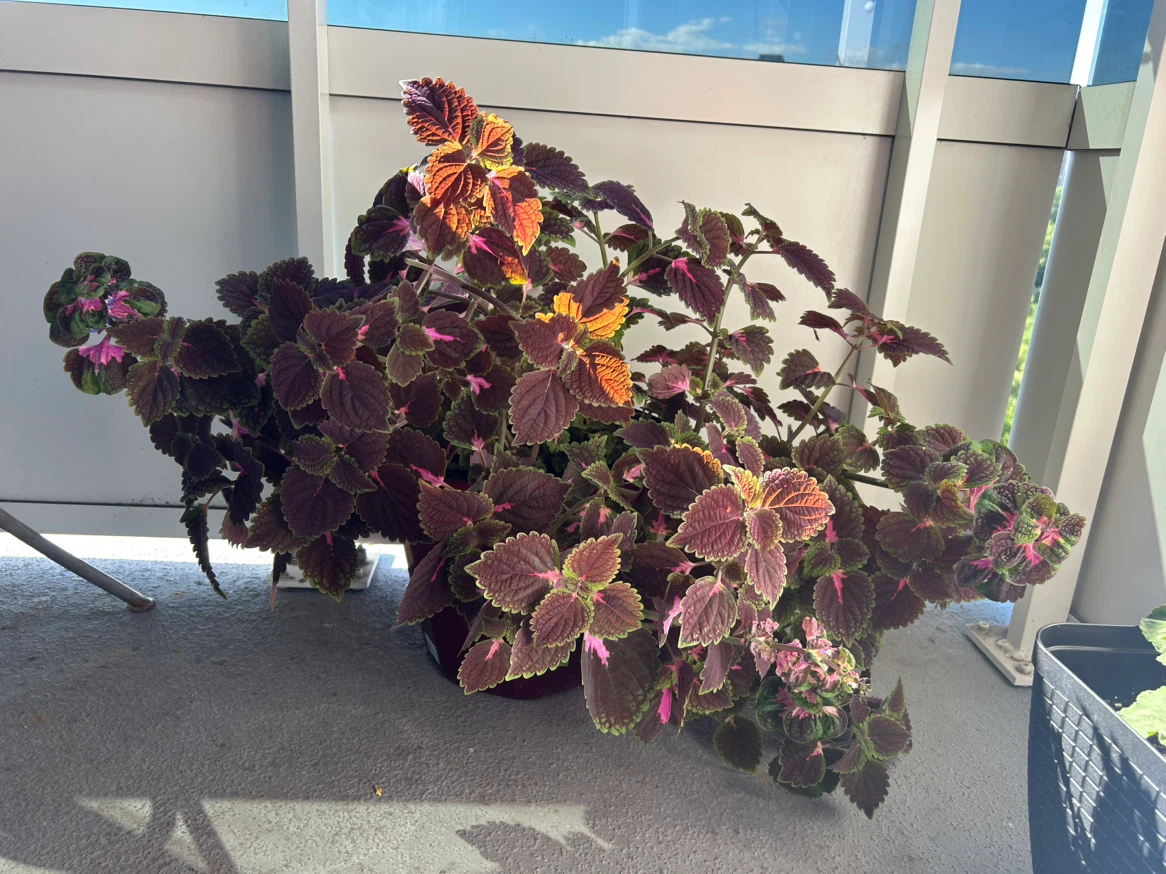 Coleus Plant - photo 4