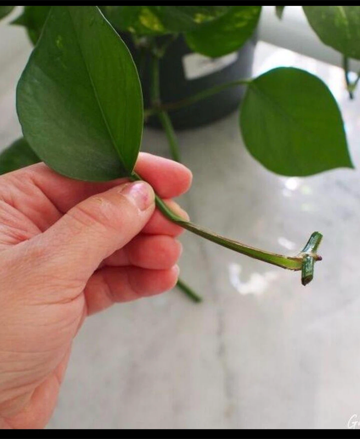Pothos Plant Cuttings for Propagation