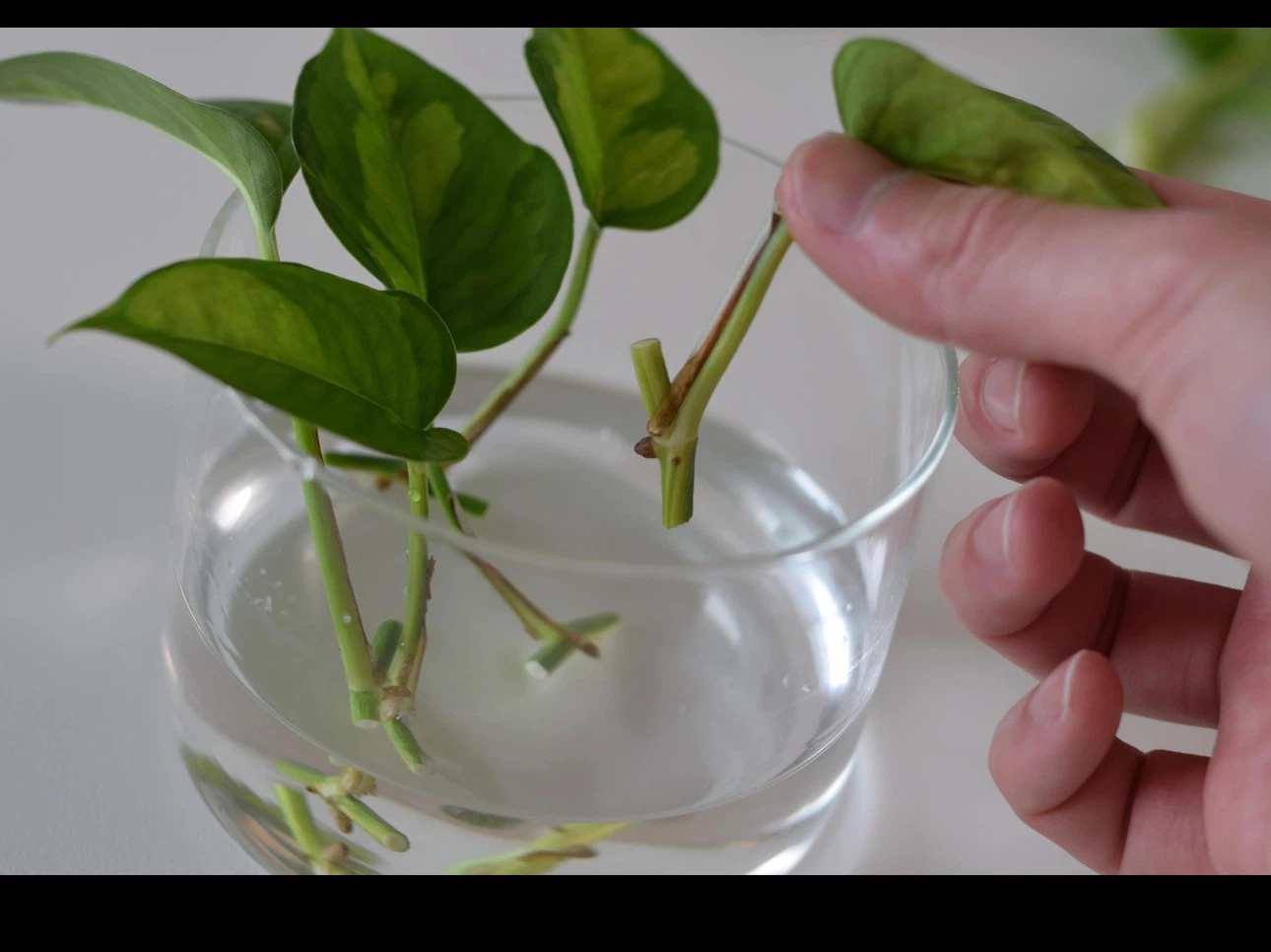 Pothos Plant Cuttings for Propagation - photo 2
