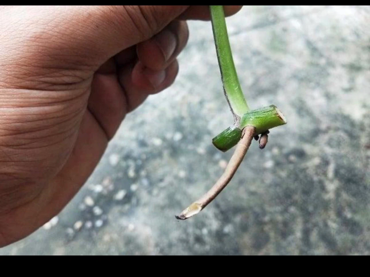 Pothos Plant Cuttings for Propagation - photo 3