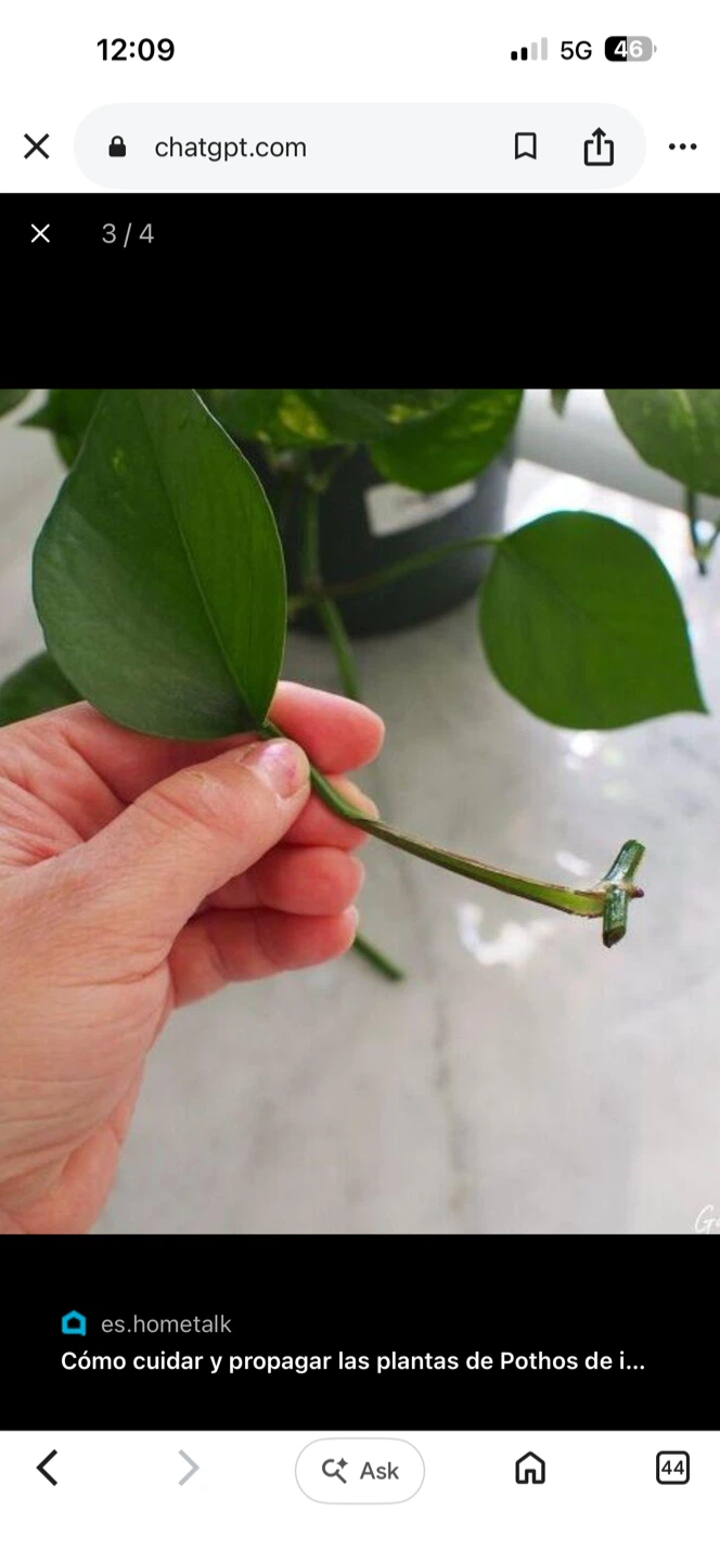 Pothos Plant Cuttings for Propagation - photo 4