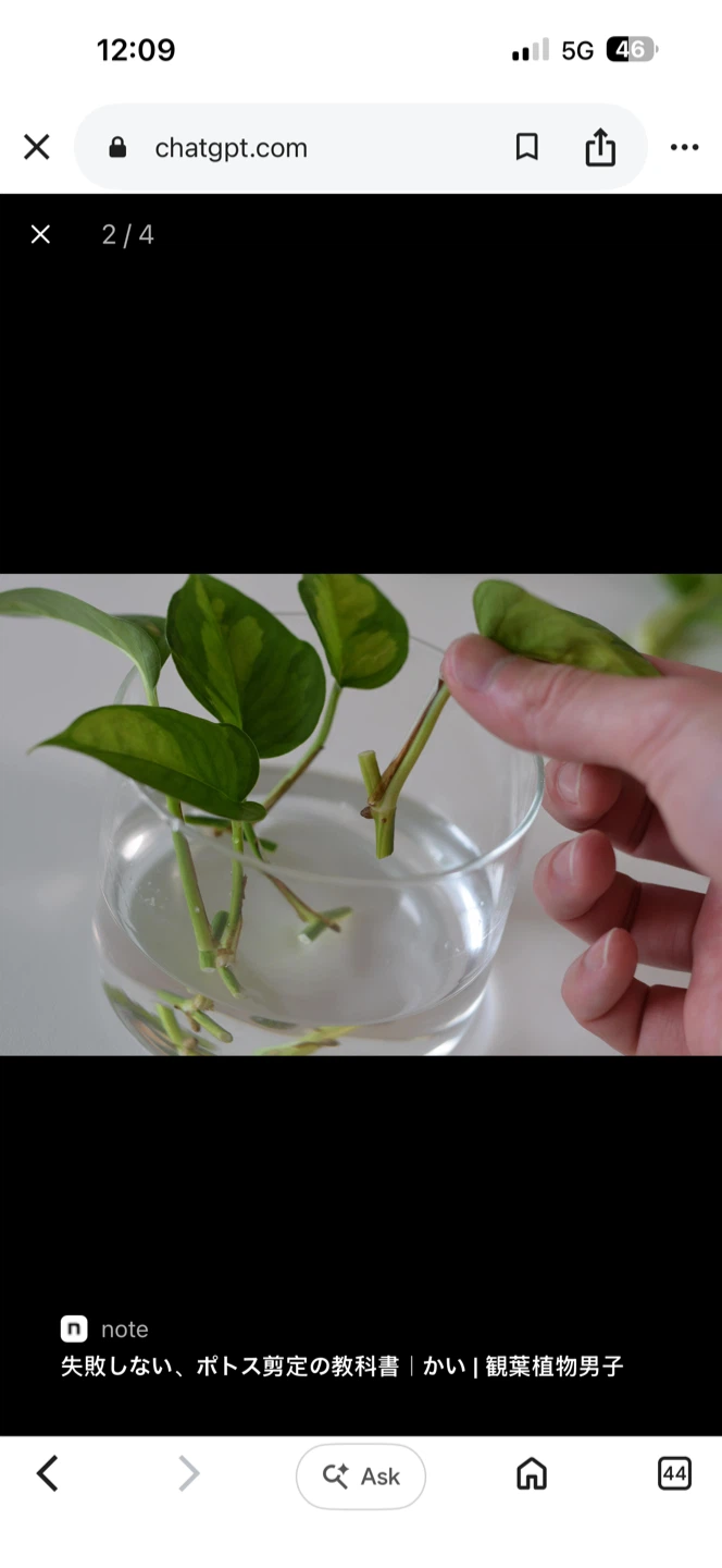 Pothos Plant Cuttings for Propagation - photo 5