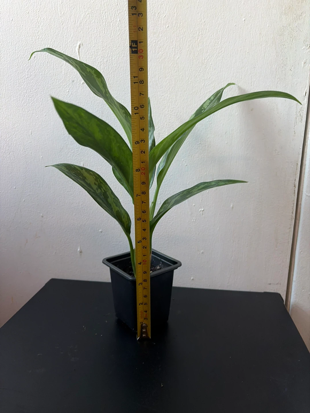 Agloanema live plant - photo 3