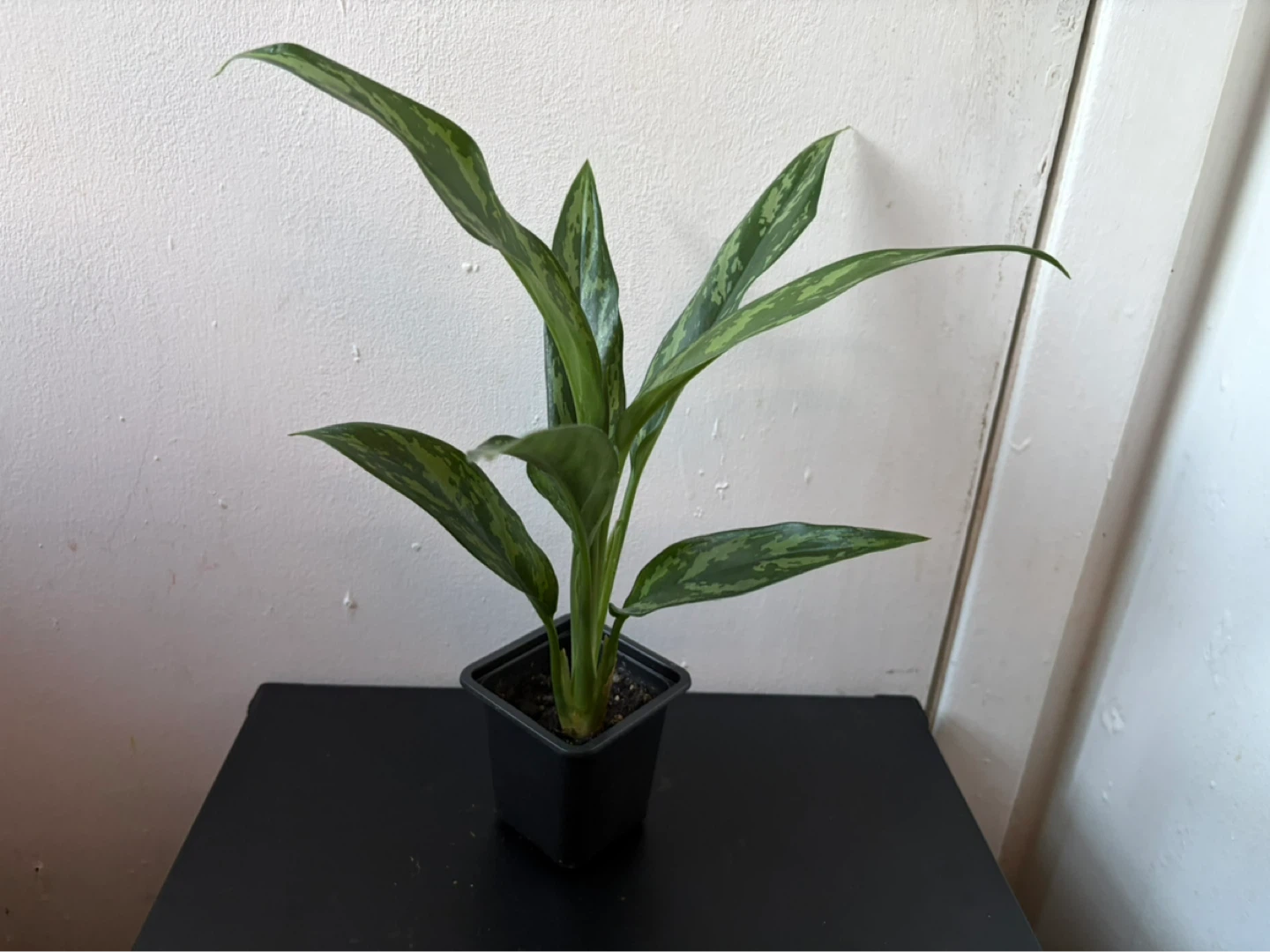 Agloanema live plant - photo 2