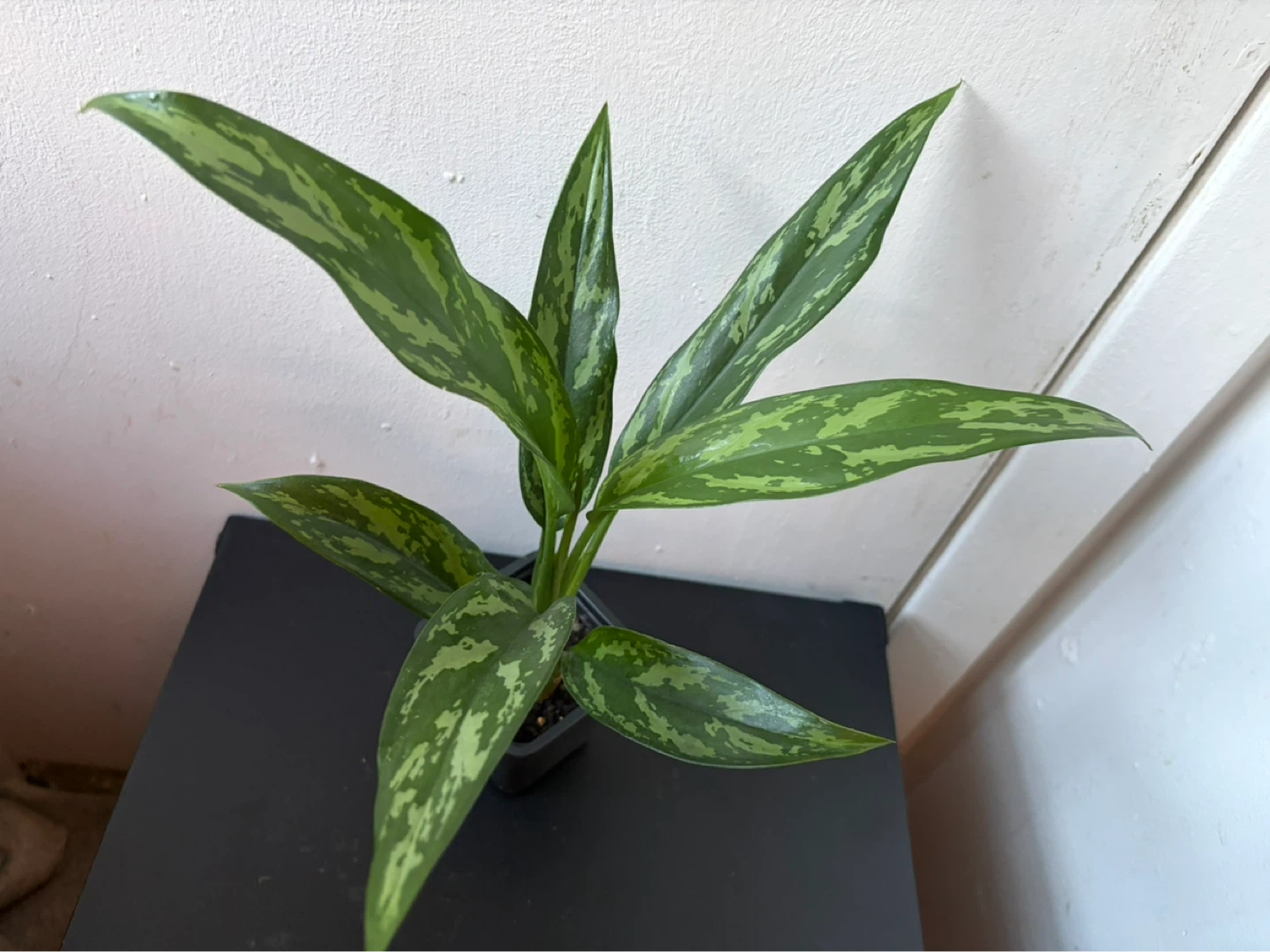 Agloanema live plant