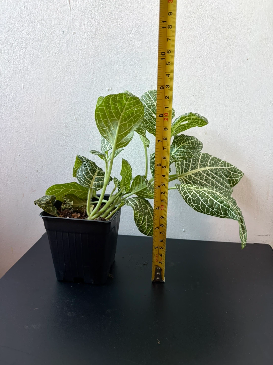 Fittonia live plant - photo 4