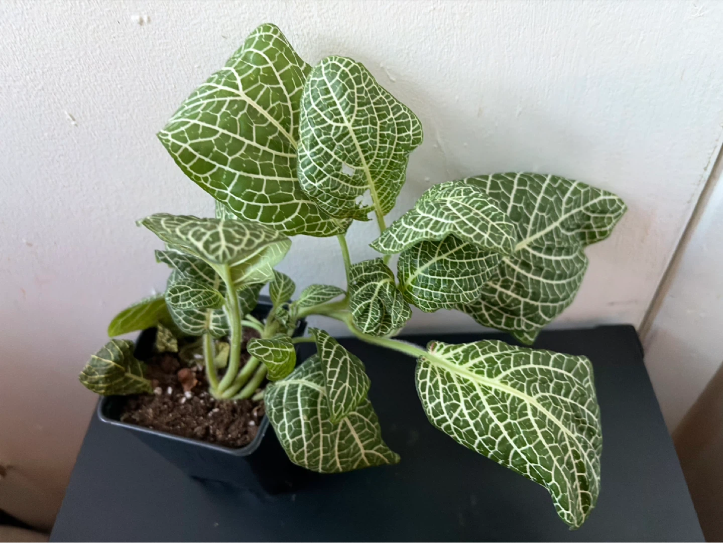 Fittonia live plant