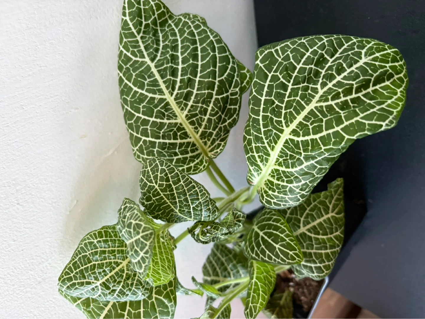 Fittonia live plant - photo 3