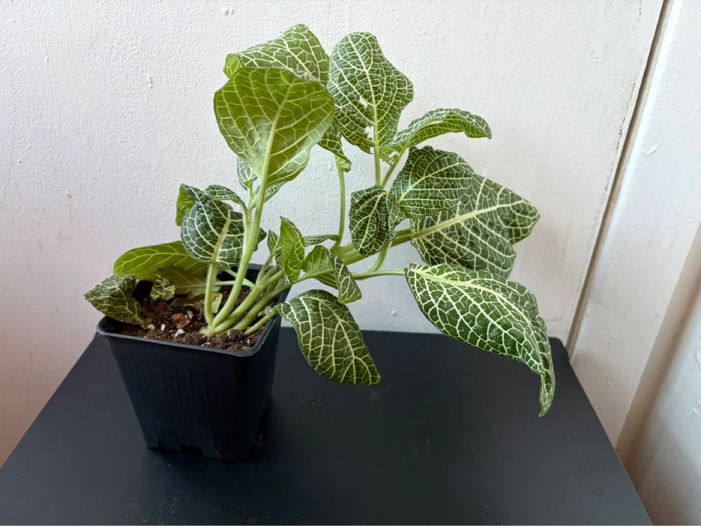 Fittonia live plant - photo 2