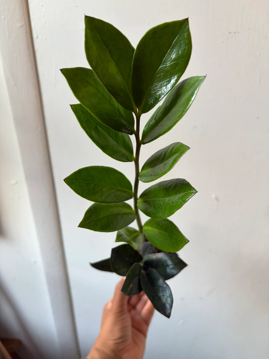 Black Raven ZZ plant