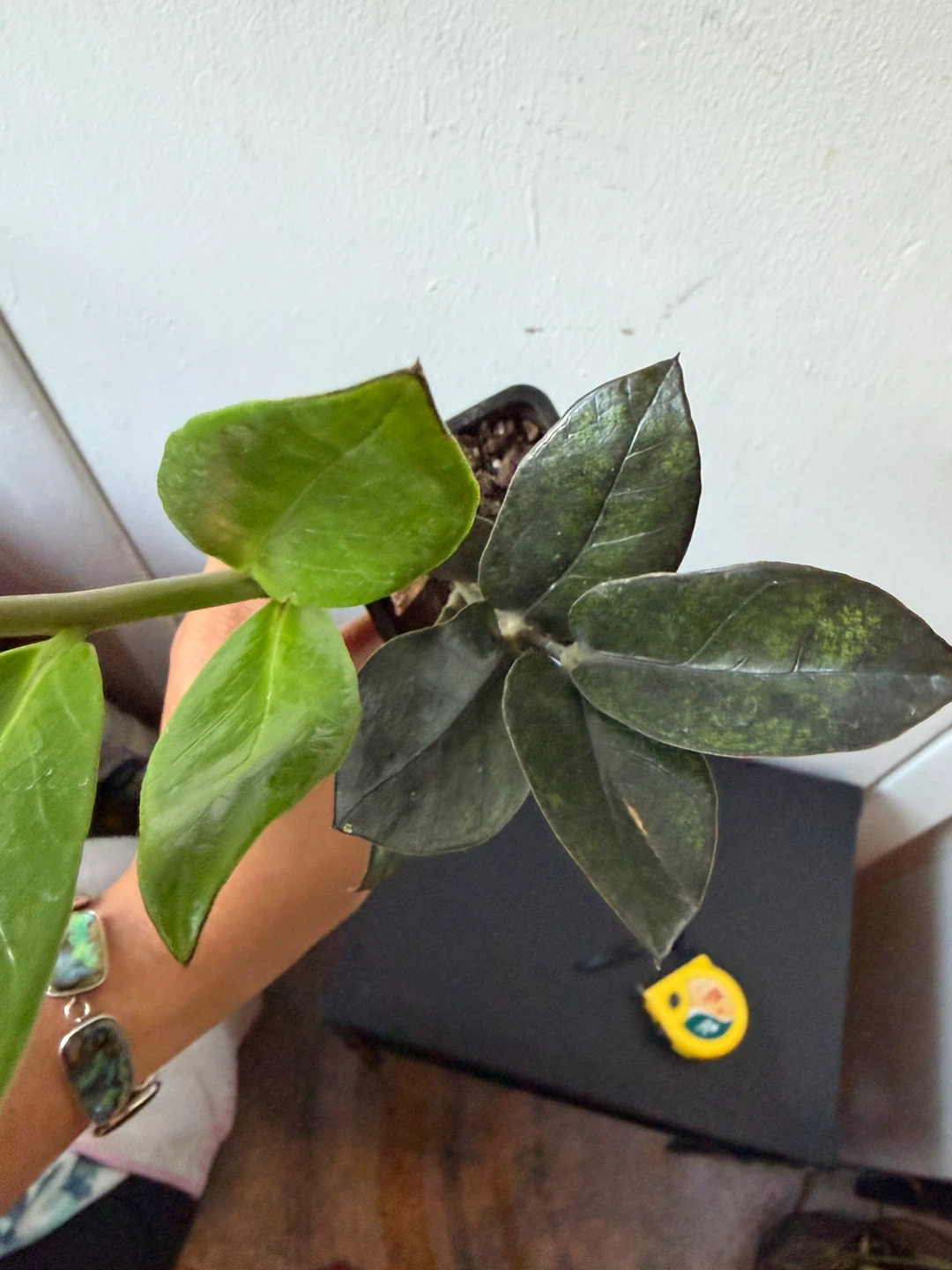 Black Raven ZZ plant - photo 4