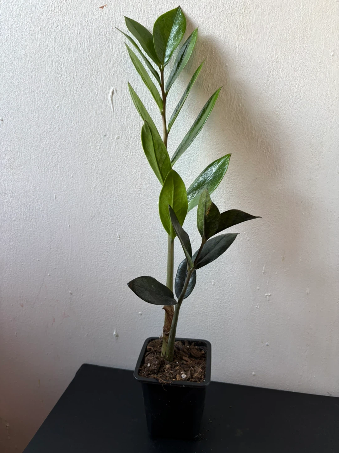 Black Raven ZZ plant - photo 2
