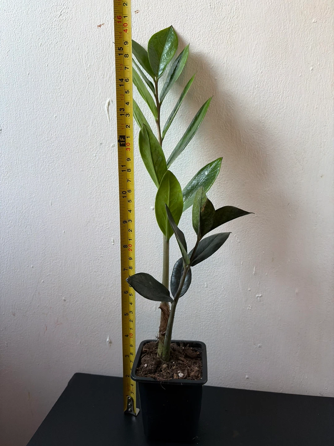 Black Raven ZZ plant - photo 3