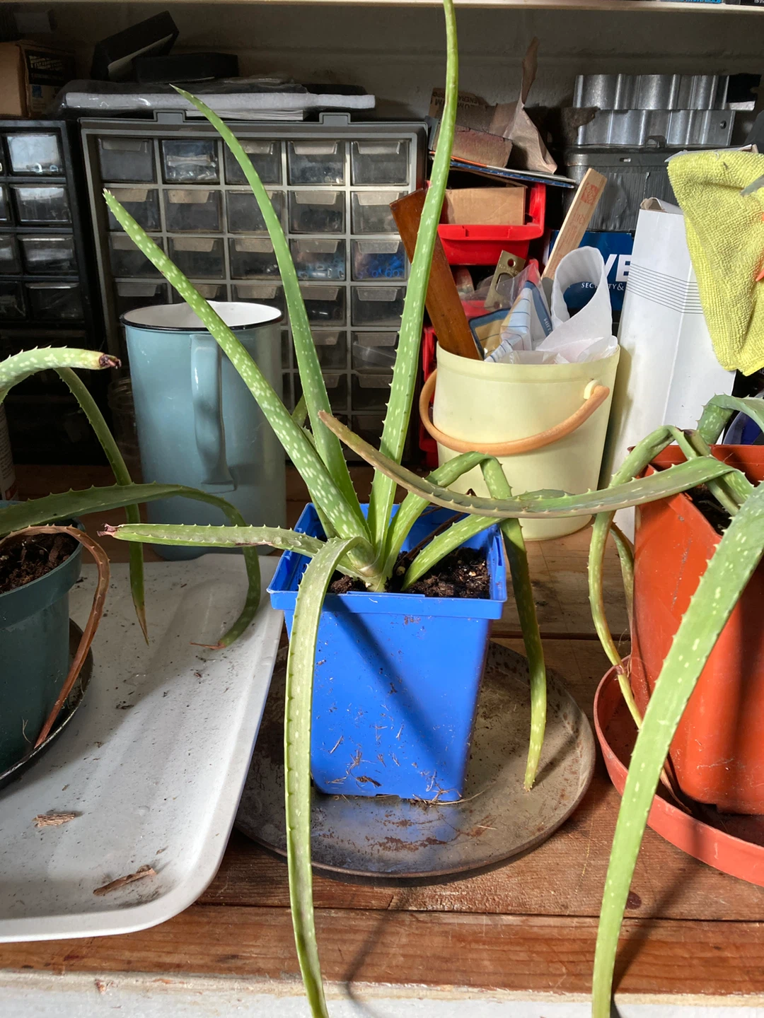 Baby Aloe Plants - 2 for $5 - photo 2