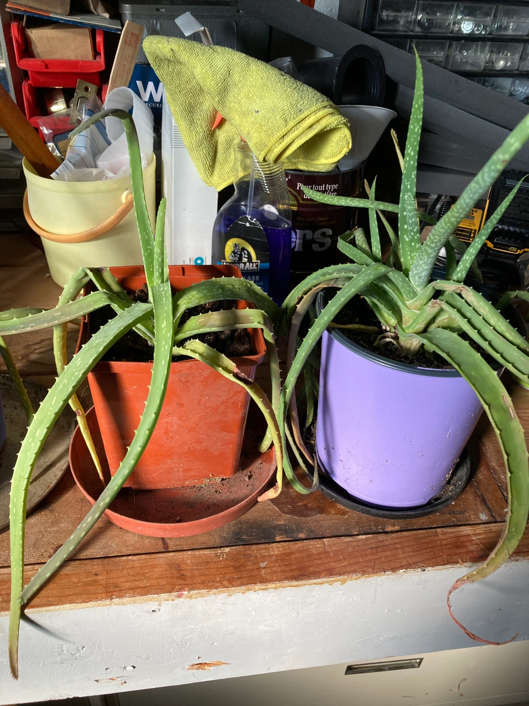 Baby Aloe Plants - 2 for $5