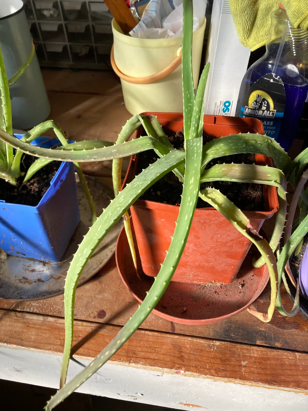 Baby Aloe Plants - 2 for $5 - photo 3
