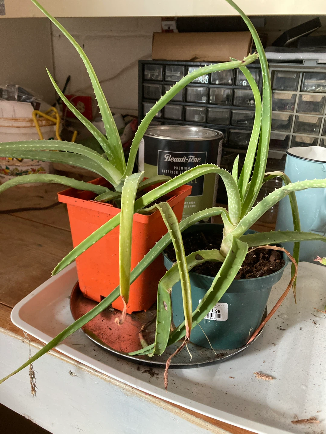 Baby Aloe Plants - 2 for $5 - photo 4