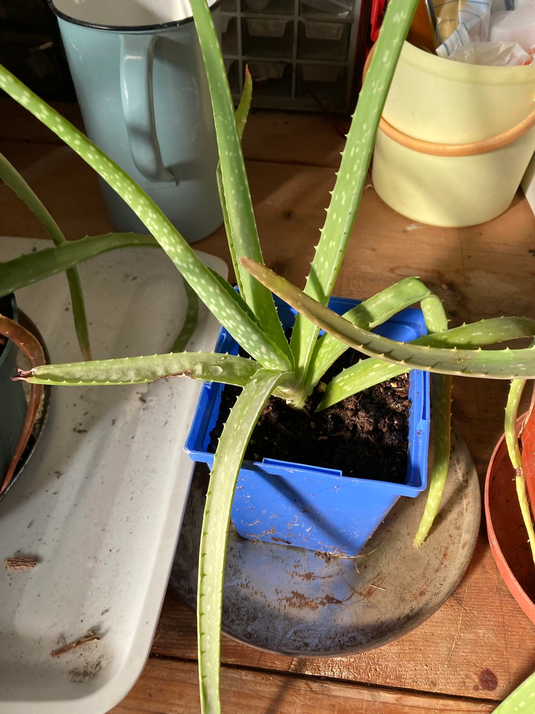 Baby Aloe Plants - 2 for $5 - photo 5