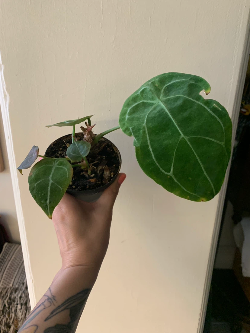 Beautiful healthy house plants - photo 4