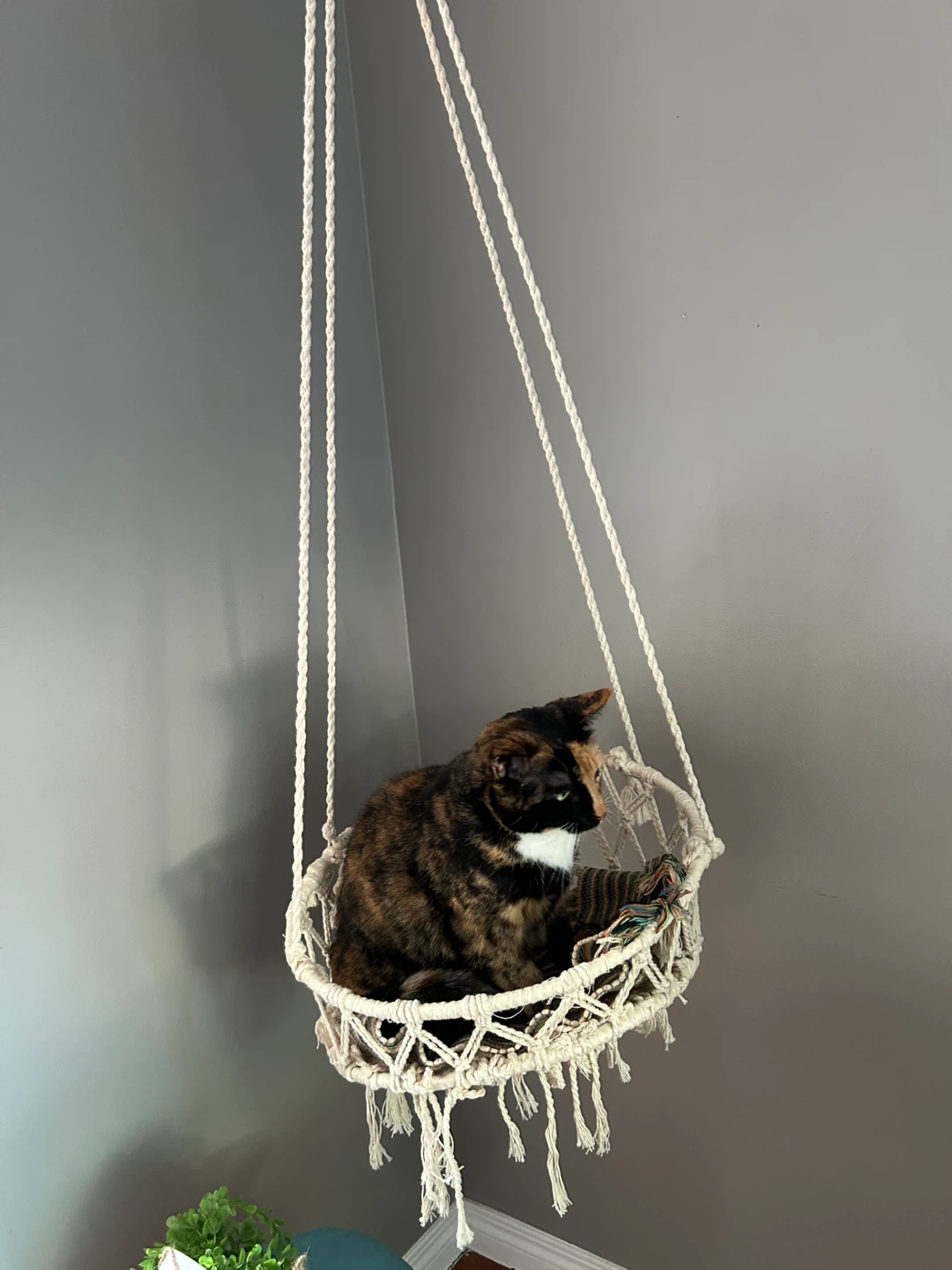 Cat Hammock