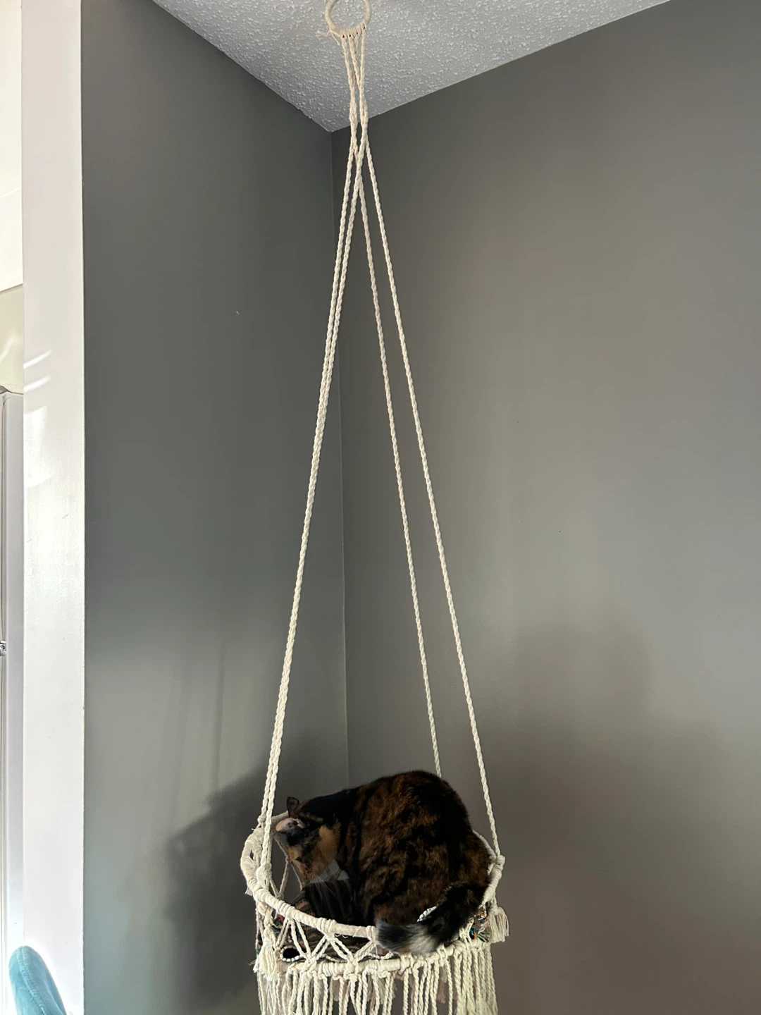 Cat Hammock - photo 2