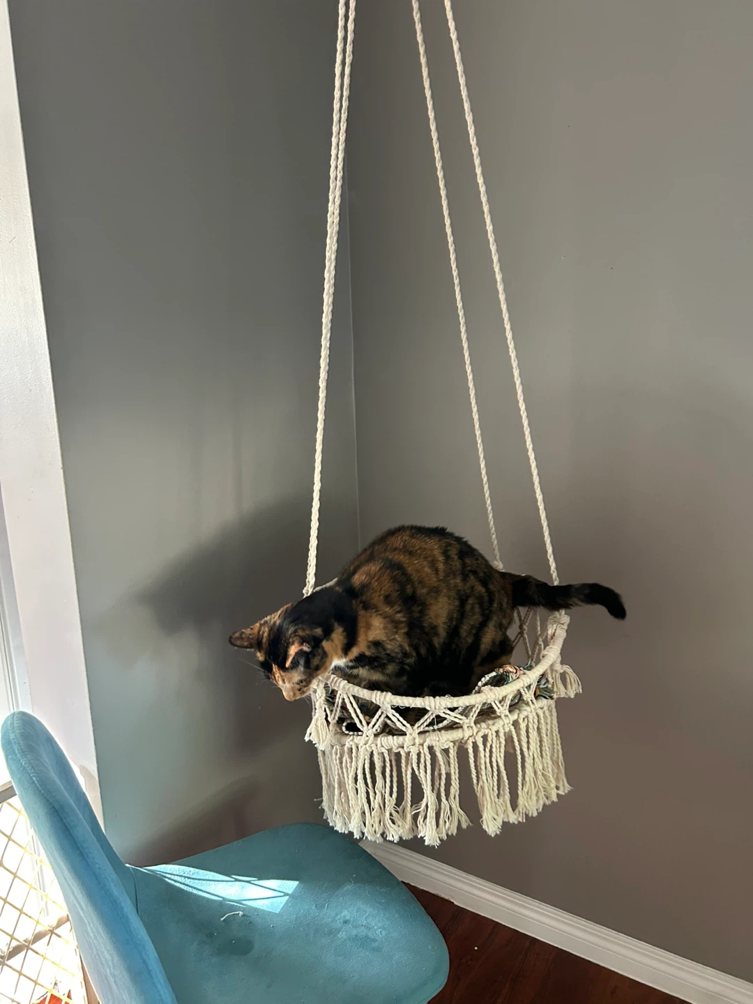 Cat Hammock - photo 3