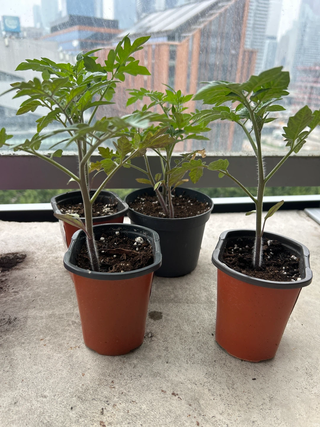 Tomato plant
