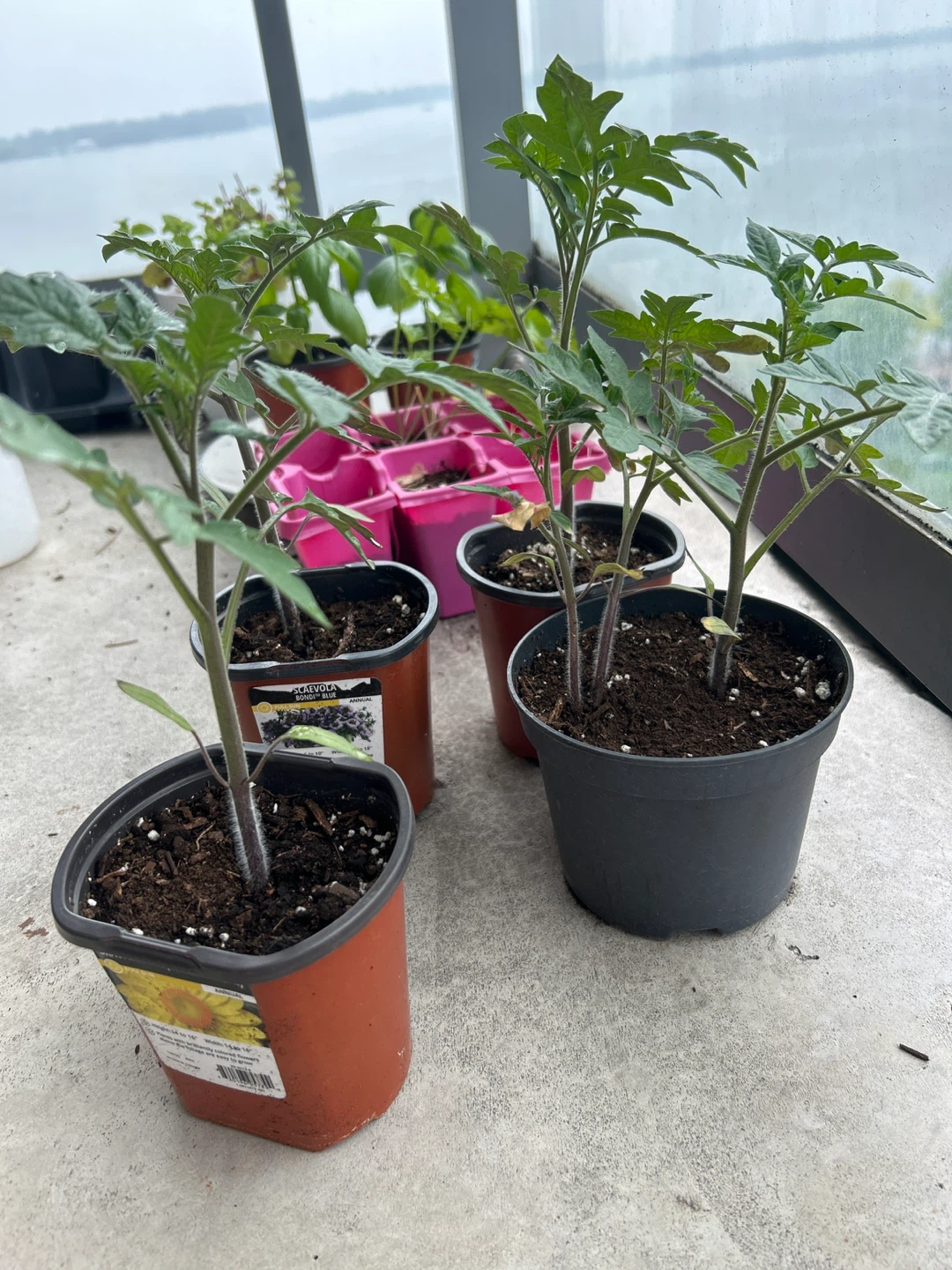 Tomato plant - photo 2
