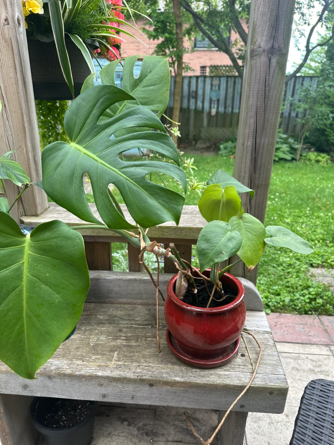 Monstera