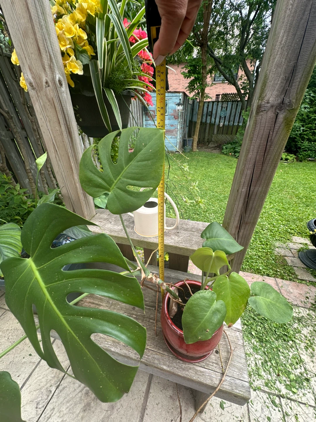 Monstera - photo 2