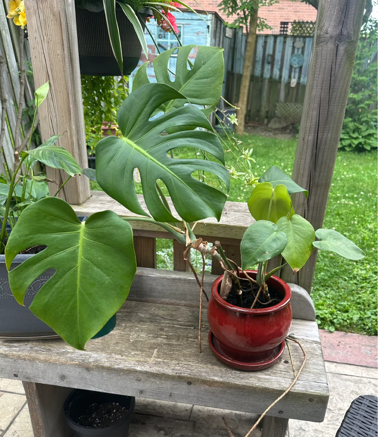 Monstera - photo 3