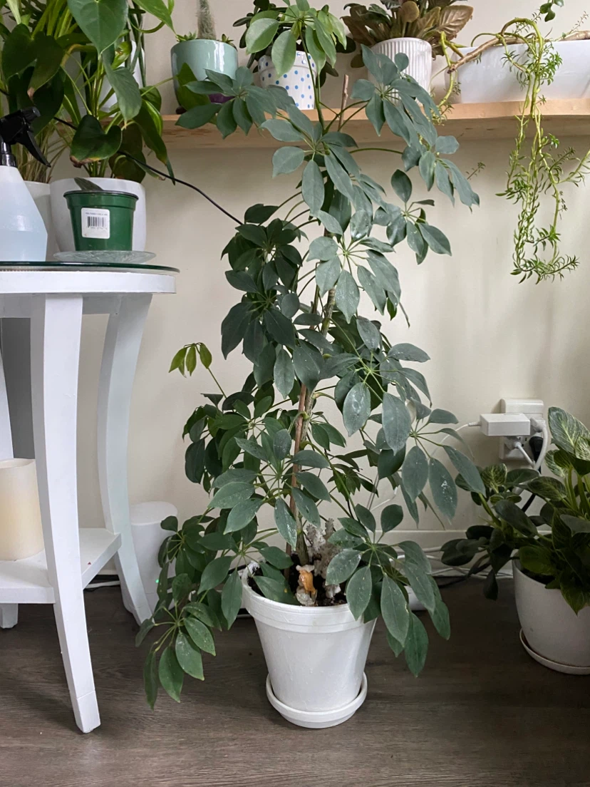 Schefflera Umbrella Plant