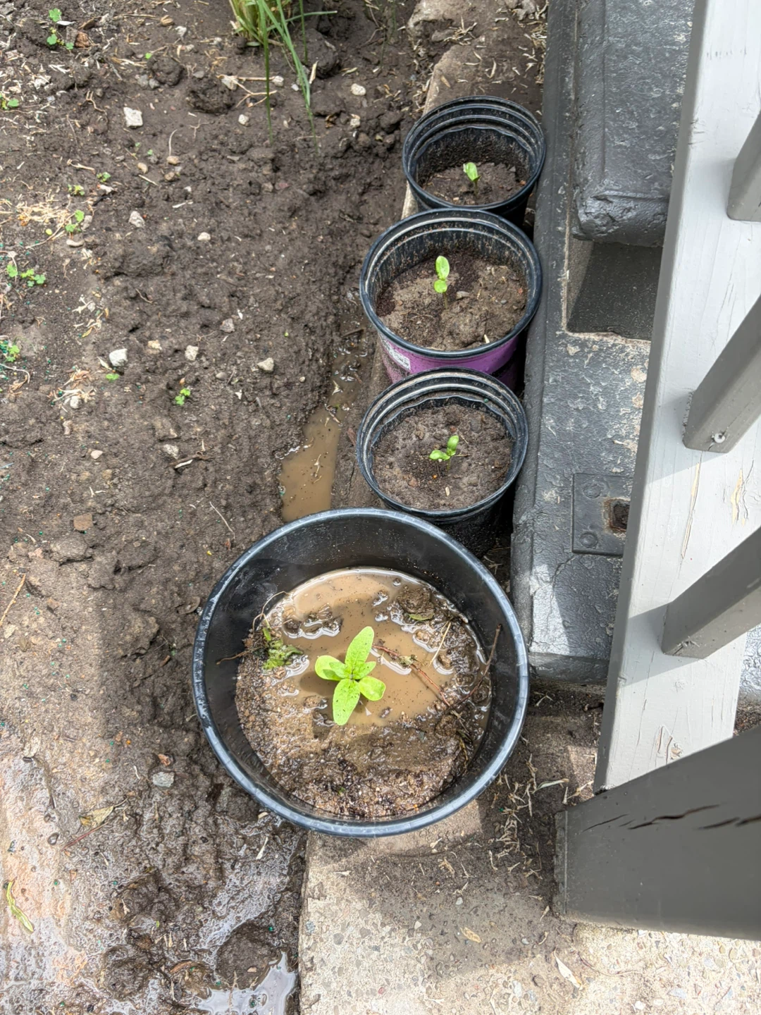 4 Small sunflowers - photo 2