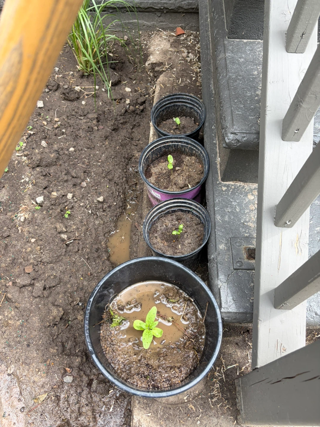 4 Small sunflowers