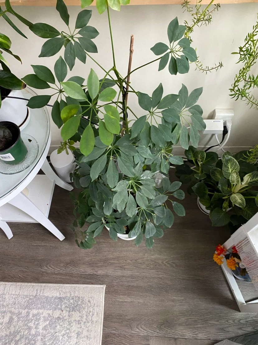 Schefflera Umbrella Plant - photo 2