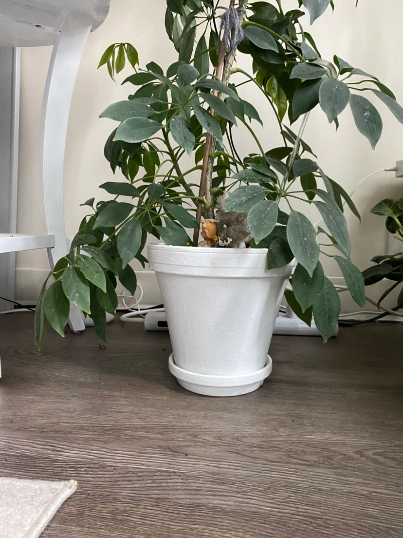 Schefflera Umbrella Plant - photo 3